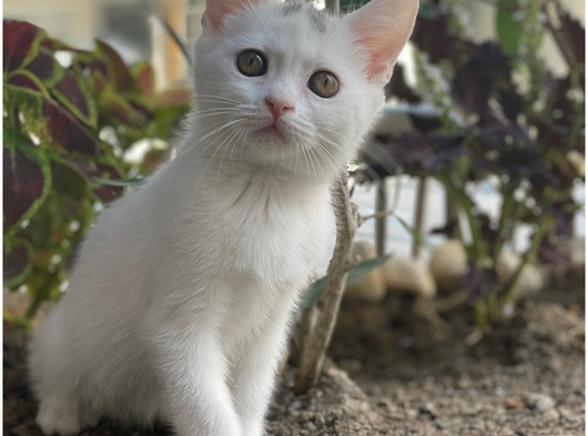 White kar beyaz british shorthair dişi yavrumuz