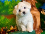 Mini Boy safkan maltese terrier yavrumuz