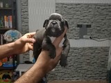 Blue french bulldog yavrumız orijinal safkan