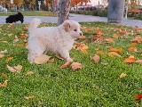 Japon Spitz Terrier