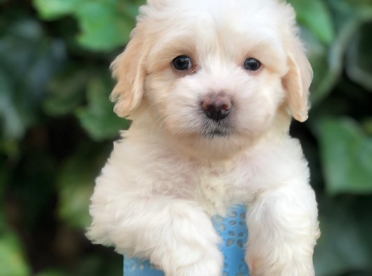 Dizayn Irk Maltipoo Yavrular