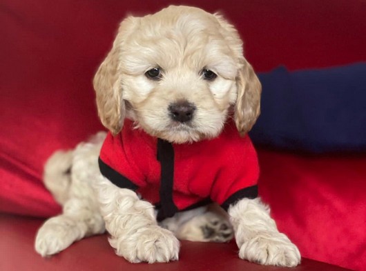 Dünyalar Tatlısı Maltipoo Oğlumuz