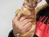 Orjınal Teacup Chihuahua Bebek