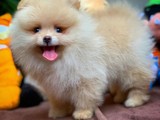 Teddybear Pomeranian Boo
