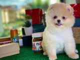 En Güzelinden Pomeranian Boo yavrumuz