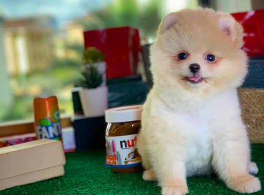 En Güzelinden Pomeranian Boo yavrumuz