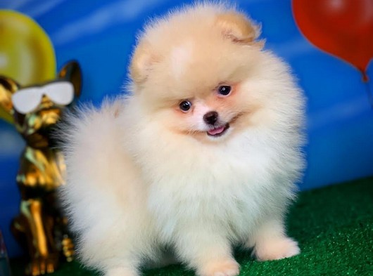 Güzelmi güzel oyuncu Pomeranian Boo