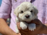 Anne Altından Maltese Terrier