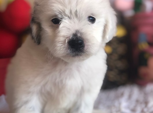 Maltipoo Yavruları