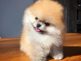 Ayı surat teddyface Pomeranian