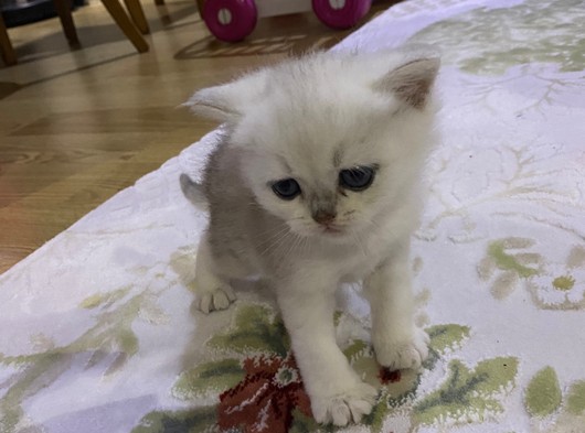 British Shorthair Yavru