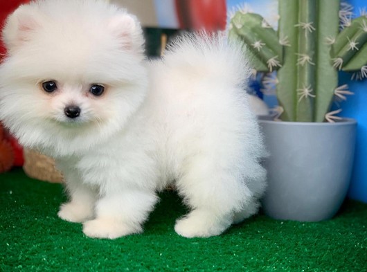 Kar Beyazı Muhteşem Güzellikte Ayıcık Yüz Pomeranian