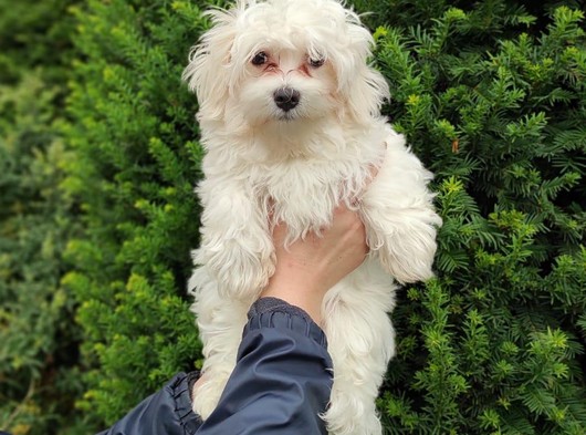 3.5 aylık maltese terrier erkek yavrumuz