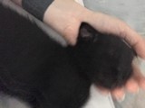 Scottish siyah 1 buçuk aylık yavru
