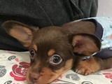 Mini Boy Chihuahua Yavrumuz Geldi