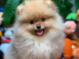 Mini boy Pomeranian Boo