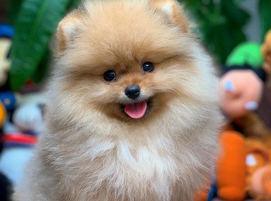 mini boy pomeranian boo nettepet com