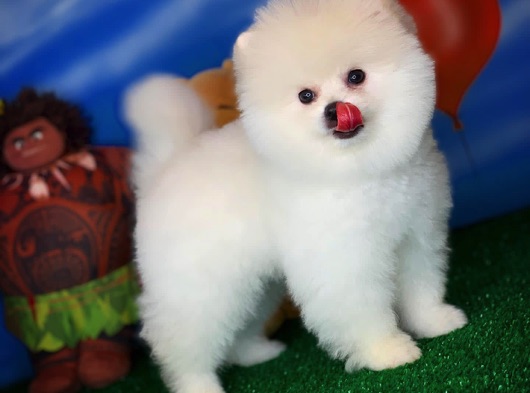 Ayı Surat Yakışıklı Pomeranian Boo Oğlumuz Çapkın