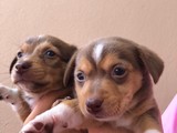 Chihuahua - Jack Russell yavru köpek