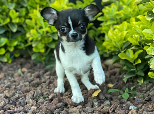 Mini Chihuahua Yavrularımız
