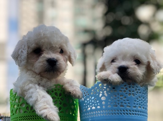 Maltipoo Yavrular