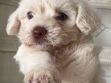 Satılık yavru maltese terrier