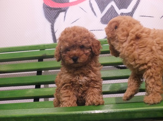 Orijinal Irk Garantili Toy Poodle Yavrular