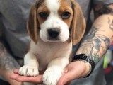 Beagle yavrularımız ırk ve sağlık garantili