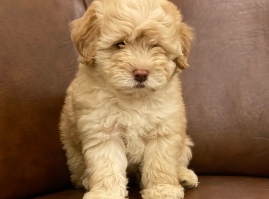 Kusursuz Maltipoo Yavrumuz