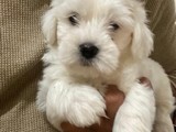 Sevimli maltese terrier yavrularımız