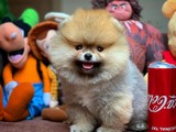 Her Hafta Güncellenen Safkan TeddyFace Pomeranian Boo Yavrular