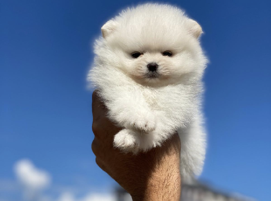 Pomerian Boo