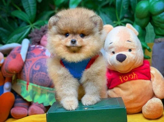 Yarışma düzeyi Teddybear Pomeranian Boo yavrularımız