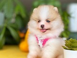 Muhteşem Mini Boy Ender Renk Pomeranian Boo