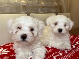Sevimli maltese terrier yavrularımız