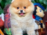 Pomeranian Boo teddyface