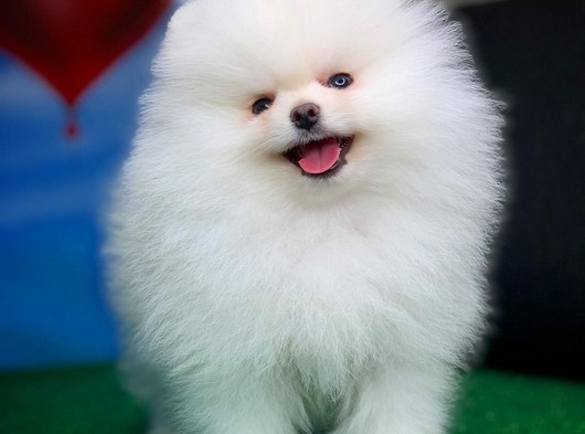 Güzel mi güzelim dedirten Pomeranian Boo yavrumuz