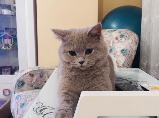 1,5 Yaşında Saf Kan British Shorthair Kızımız