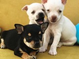 Teacup Chihuahua Yavrularımız 0552 358 1404