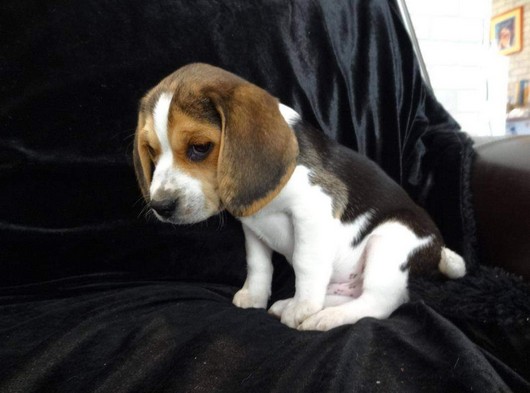 Orijinal ırk garantili Elizabeth beagle yavruları
