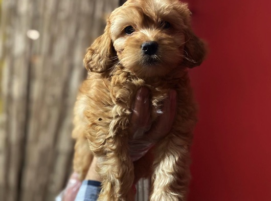 Maltipoo Yavrularımız Orjinal Safkan