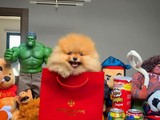 Yarışma Düzeyi Safkan Irk Garantili Pomeranian Boo Yavru