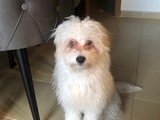 Maltese terrier