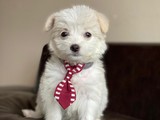Sevimli Maltese Terrier Kızımız