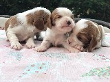 Kral charles cavalier spaniel yavrular kahve beyaz safkan