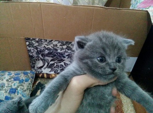 Ankara schottish fold biritsh kedi satışı