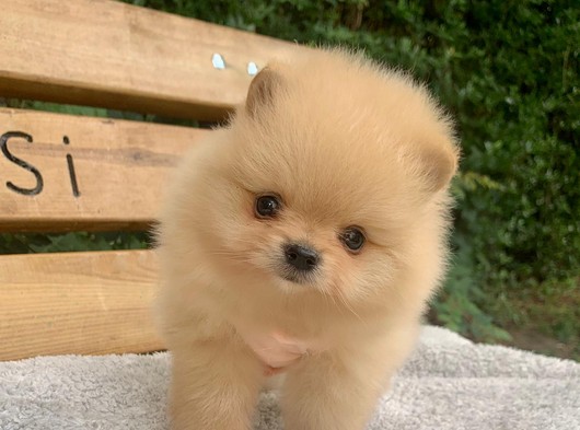 Teddy Bear Face Pomeranian Yavrularimiz