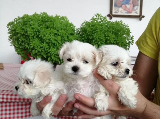 Orijinal ırk garantili maltese terrier yavruları