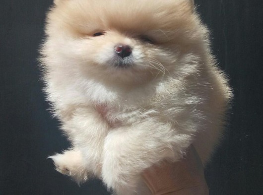 Pomeranian Boo