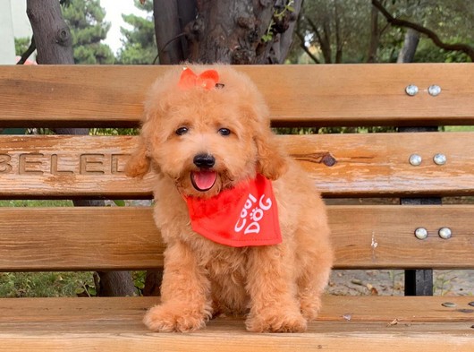 A Kalite Toy Poodle Yavrularımiz